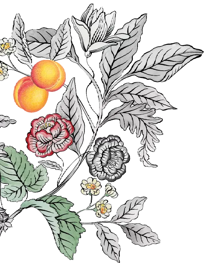 illustration of fruit and flowers 